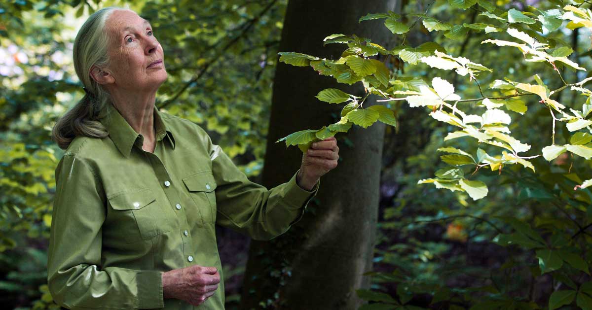 Jane Goodall Day: New Holiday for Helping Our Planet