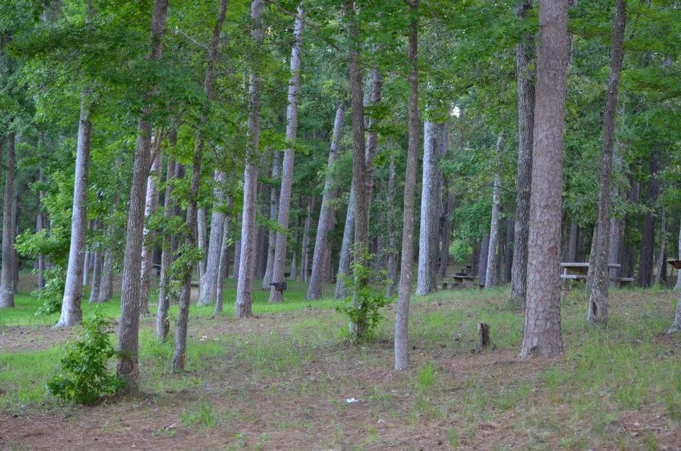 Learn About the Piney Woods Forest Near Houston