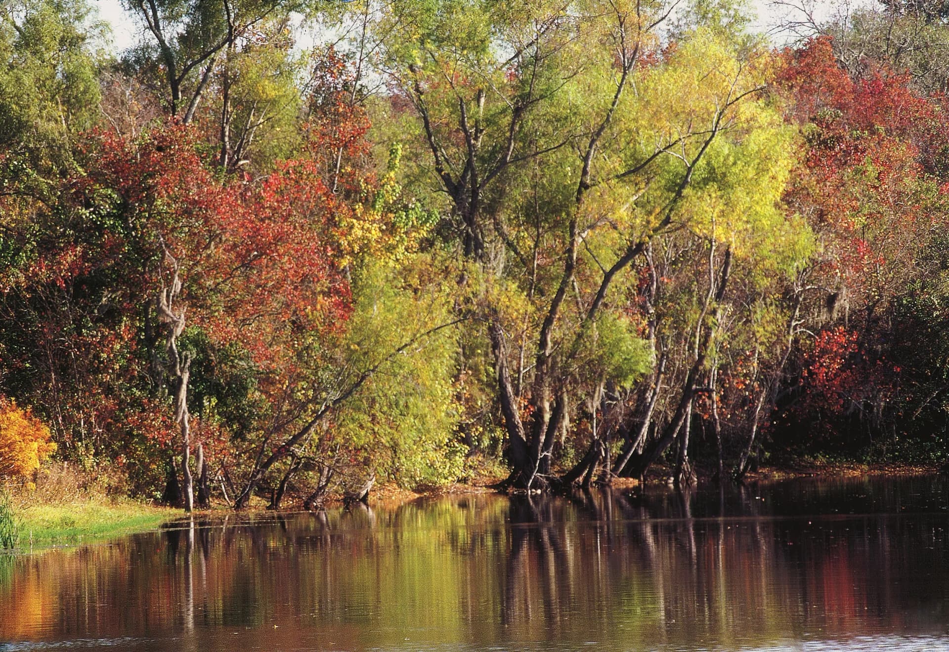Columbia Bottomlands: Bird Migration Hub Near Houston