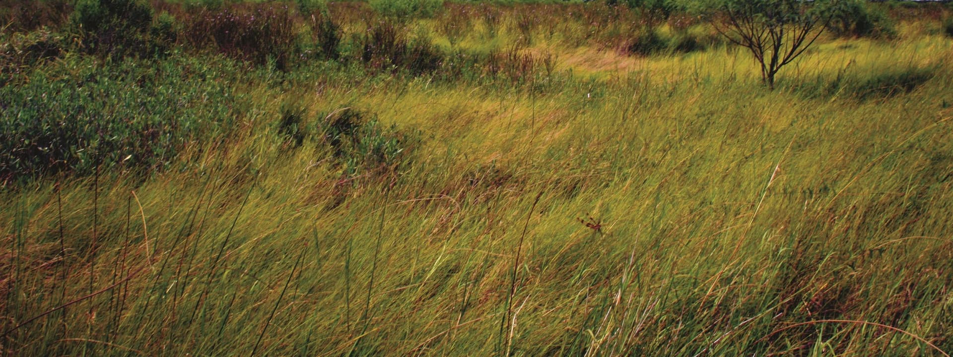 Prairie Systems Protect Wildlife and Help Prevent Flooding