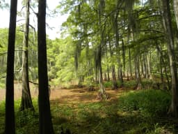 Trinity Bottomlands: Houston's Hidden Wetland Paradise